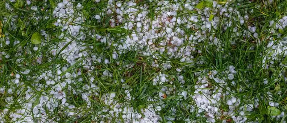 Epsom Salt as Organic Fertilizer