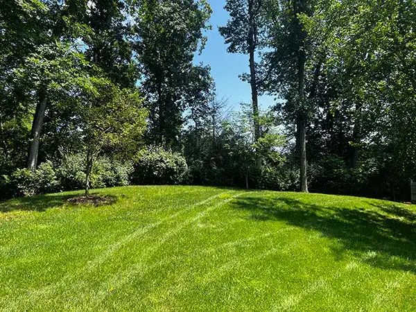 Healthy lawn after aeration in Hampton Roads