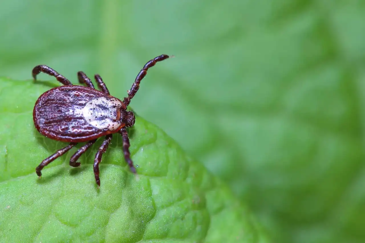 Hampton Roads property tick management showing the kind of perimeter and habitat treatment Meadow Lawn &amp; Pest delivers across Carrollton, Suffolk, and Chesapeake homes