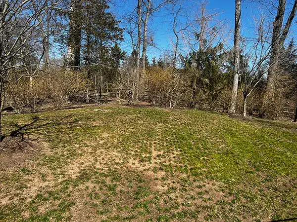 Hampton Roads fescue lawn showing the kind of late-spring conditions Meadow Lawn & Pest monitors for brown patch and dollar spot disease across Carrollton, Smithfield, and Suffolk properties