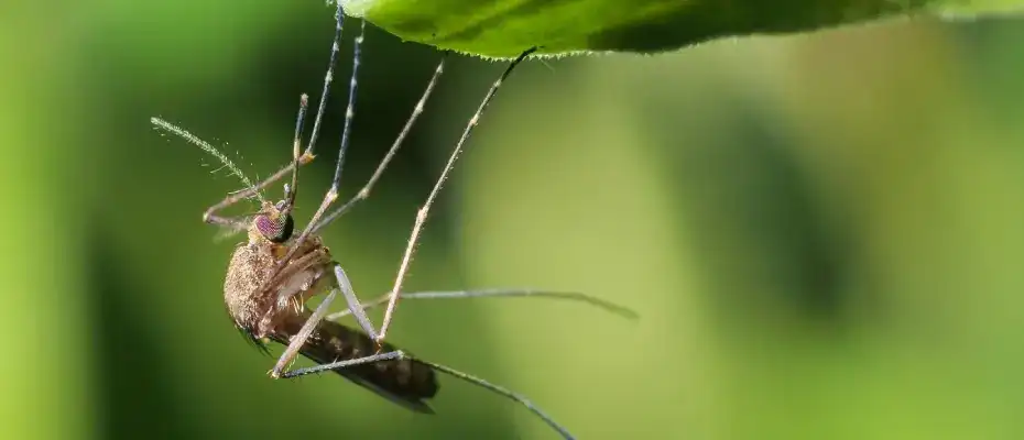 Mosquito control in a Hampton Roads yard showing the kind of standing water audit and barrier treatment Meadow Lawn &amp; Pest delivers across Carrollton, Suffolk, and Chesapeake properties