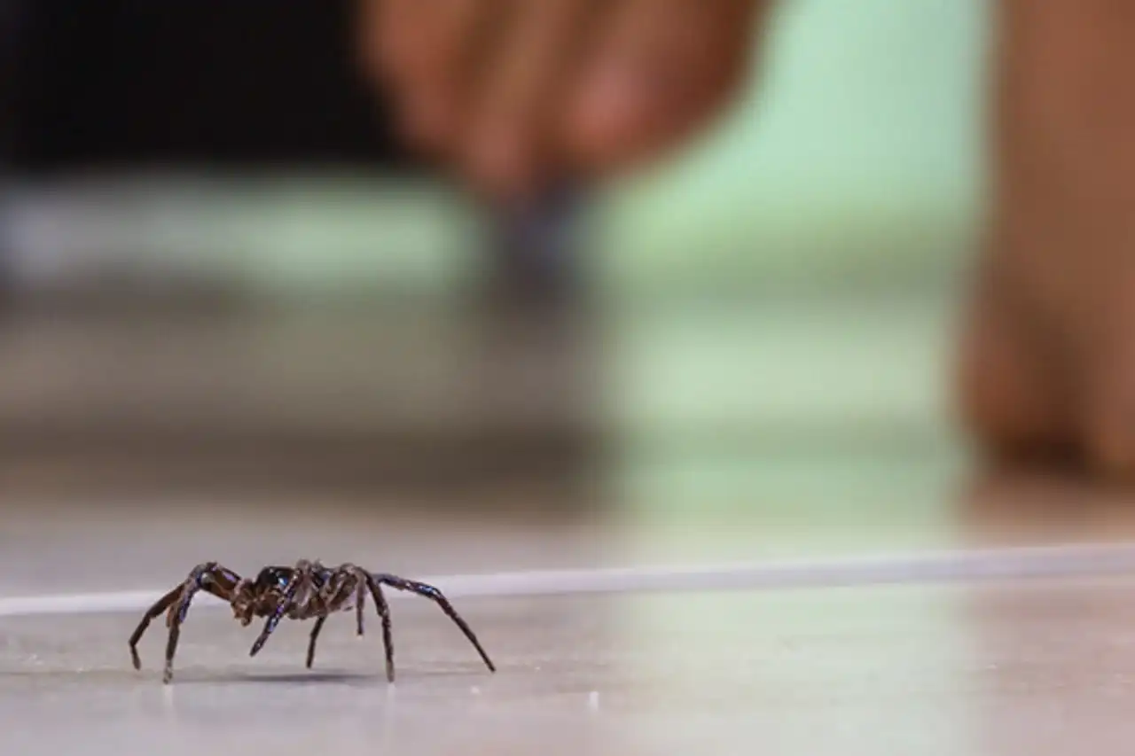 Pest control interior treatment