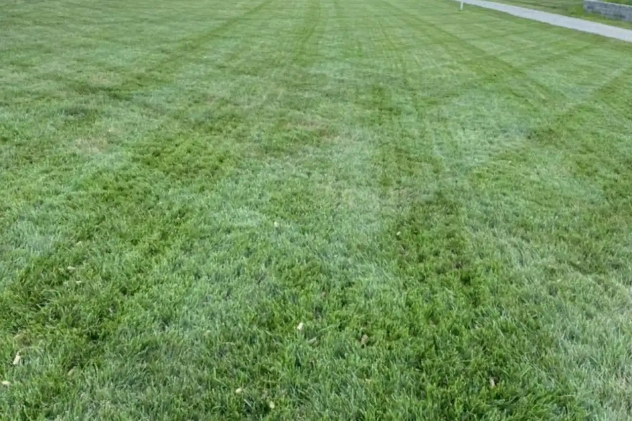 Core aeration service on a Hampton Roads, Virginia lawn to improve turf density and weed resistance