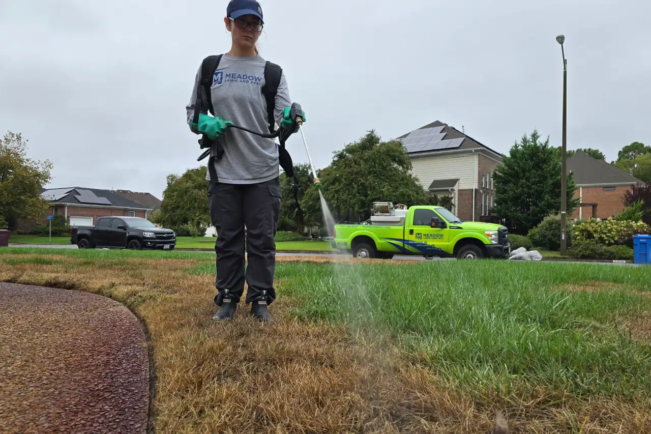 Lawn Weed Control Services