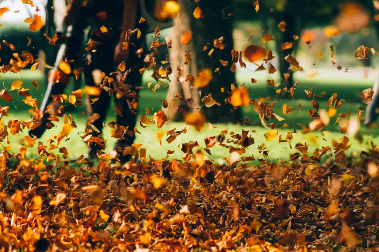 Leaf Removal Services
