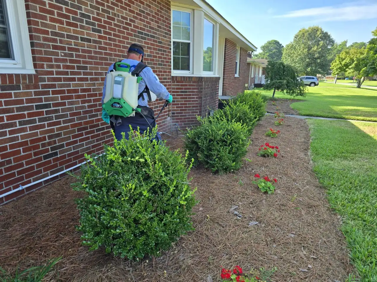 Pest control technician spraying shrubs beside a brick home foundation