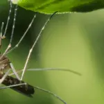 Mosquito Season Is Coming to Hampton Roads: Here Is How to Get Ahead of It Before They Take Over Your Backyard
