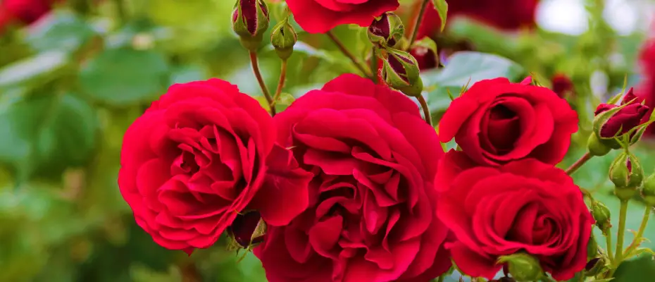 Caring For Roses
