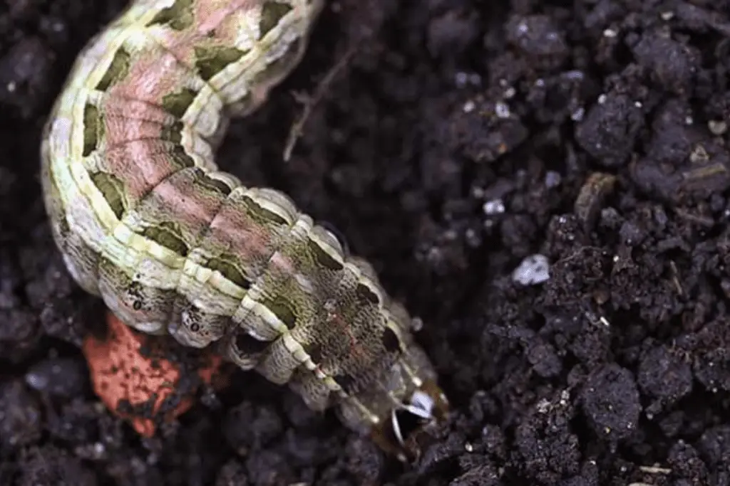 Armyworm Control | Meadow Lawn & Pest