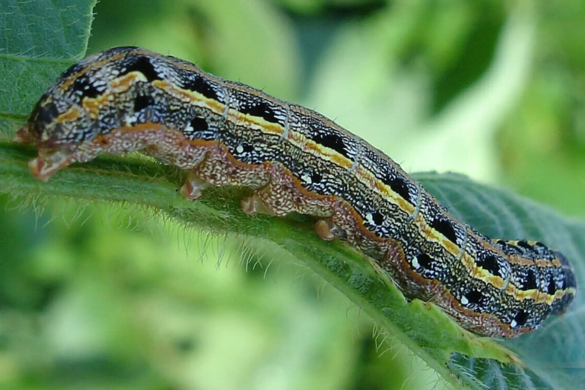 Fall armyworms in a Tidewater Virginia lawn during peak late-summer activity