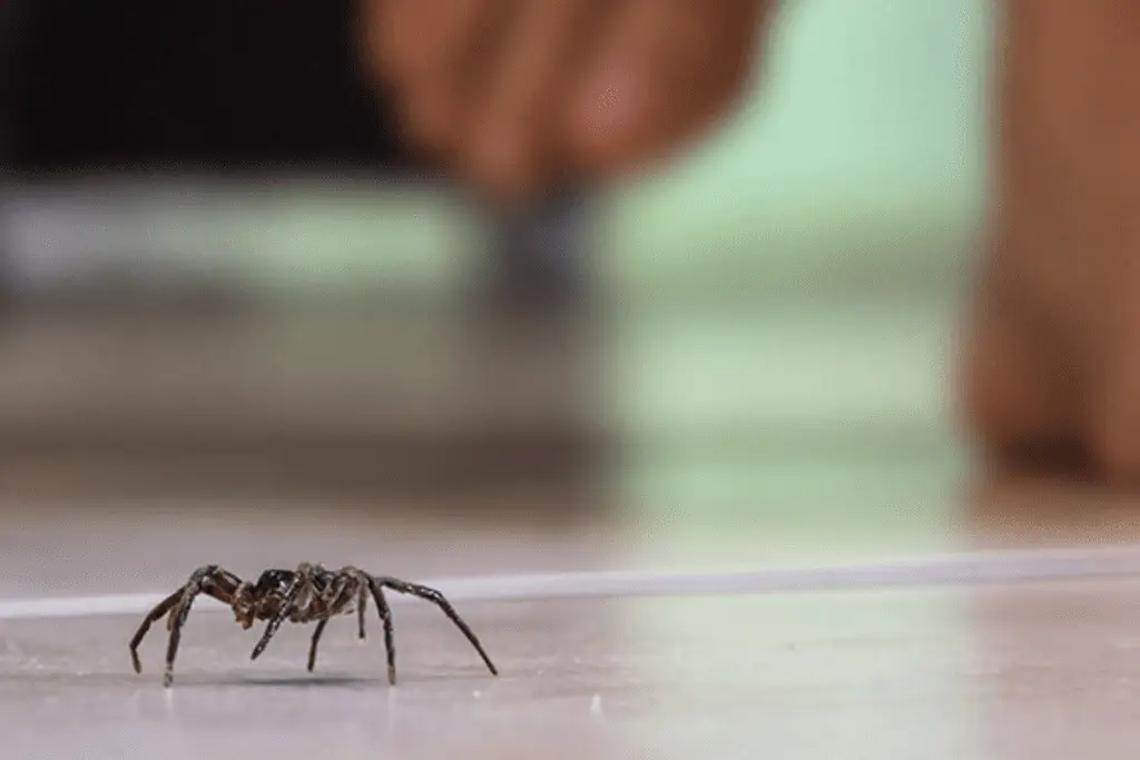 Interior Pest Control