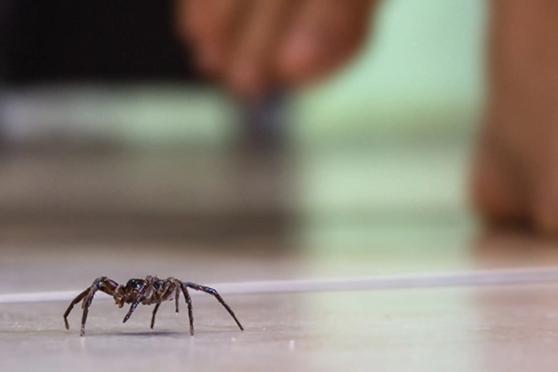 Interior Pest Control