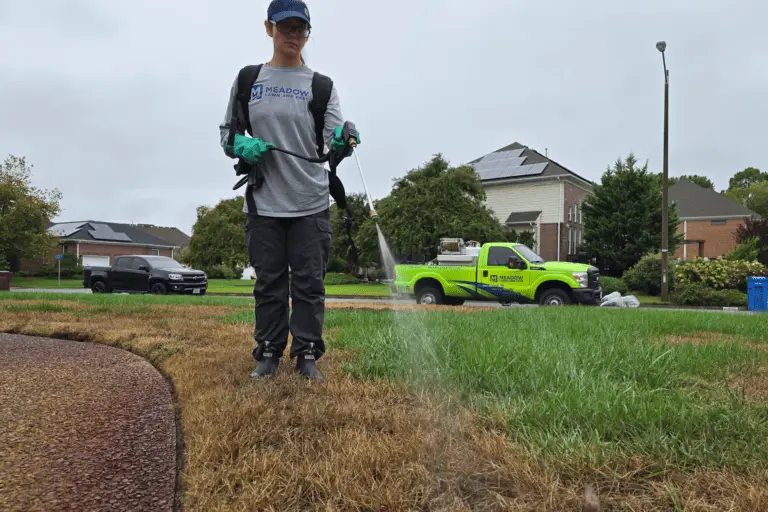 Lawn Weed Control Services
