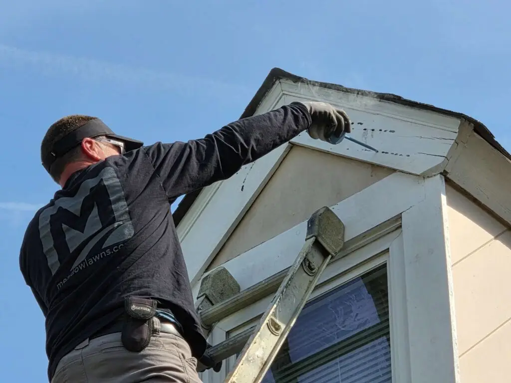 Pest Control on Top of House