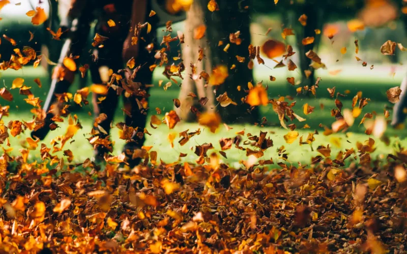 Leaf Removal Services