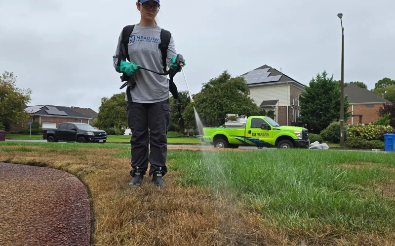 Lawn Weed Control Services