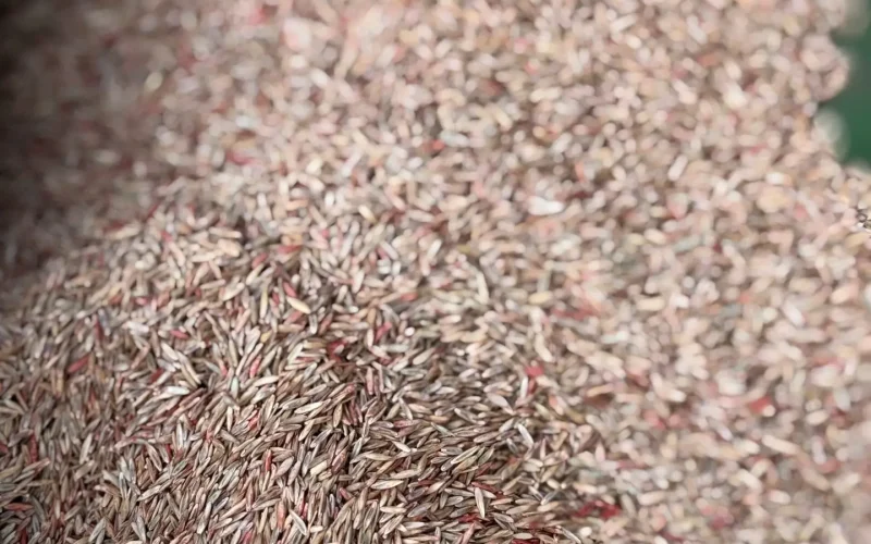 seed